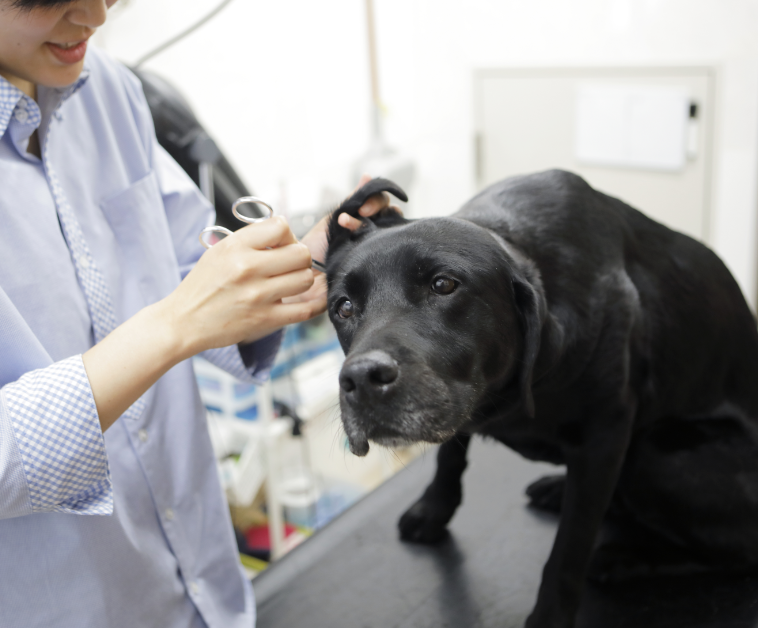 「犬のきもち」がわかるスタッフ